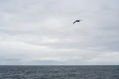 Iceberg