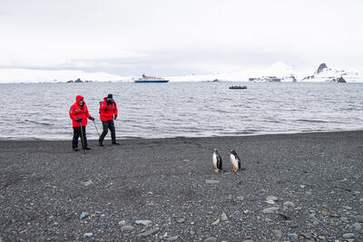 looking at penguins in Antarctica