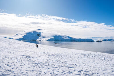 penguin climbing a hill