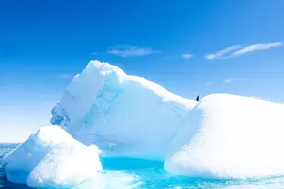 penguin standing on an iceberg
