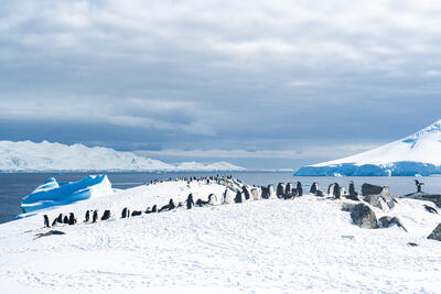 penguins