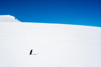Penguin walking on the snow