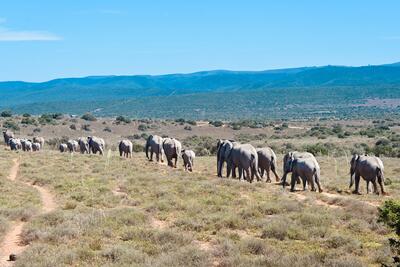 Elephant Safari