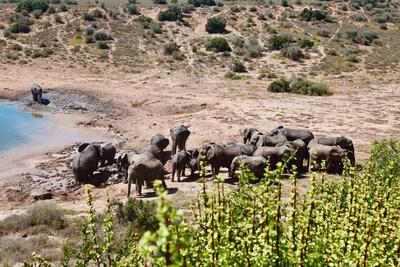 Elephant Safari