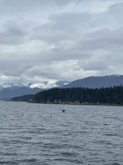 Alaska-Whale-Watching-Quantum