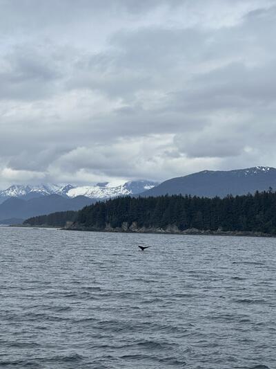 Alaska-Whale-Watching-Quantum