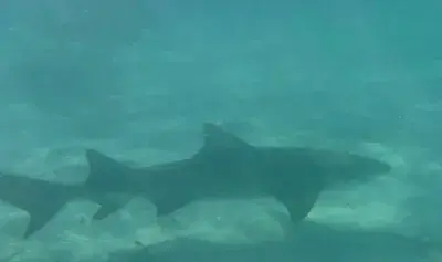 CocoCay-Shark-Reddit