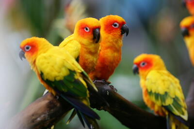 sun-conures