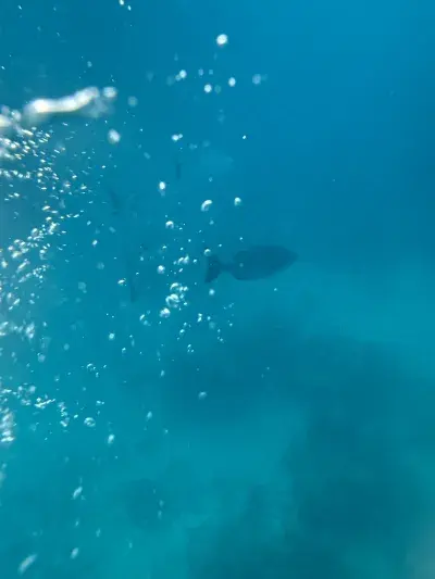 Snorkeling in Bermuda