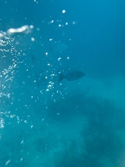 Snorkeling in Bermuda