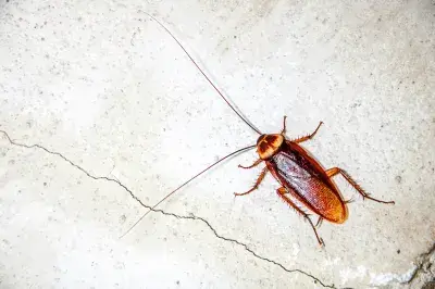 Cockroach