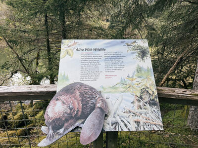 Mendenhall-Steep-Creek-Salmon-Trail