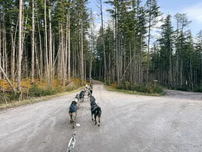 Sled-Dogs-Skagway-Alaska-Carnival-Excursion