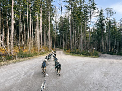 Sled-Dogs-Skagway-Alaska-Carnival-Excursion