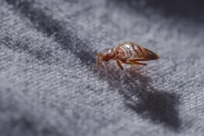 Bed-Bug-Infestation-2