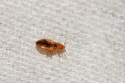 Bed-bug-infestation-1