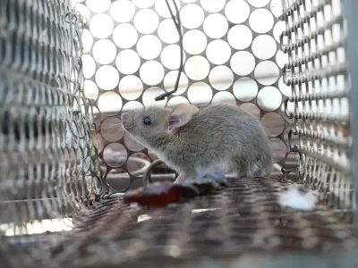 Rodent