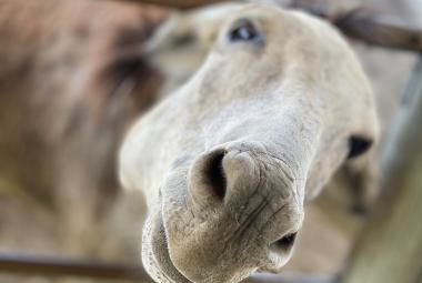 Donkey looking for food at Donkey Sanctuary Aruba