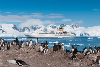 Penguins with cruise ship