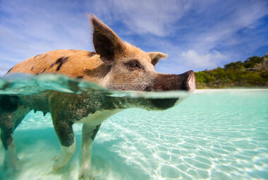 Swimming-Pigs-Bahamas